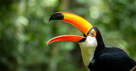 birds with strange beaks|small birds with long beaks.